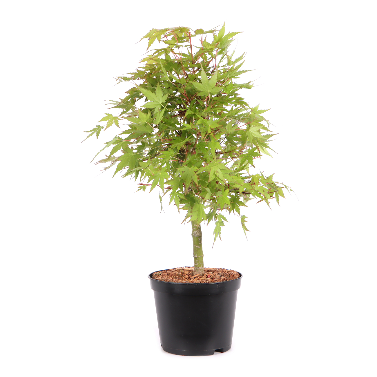 Acer palmatum