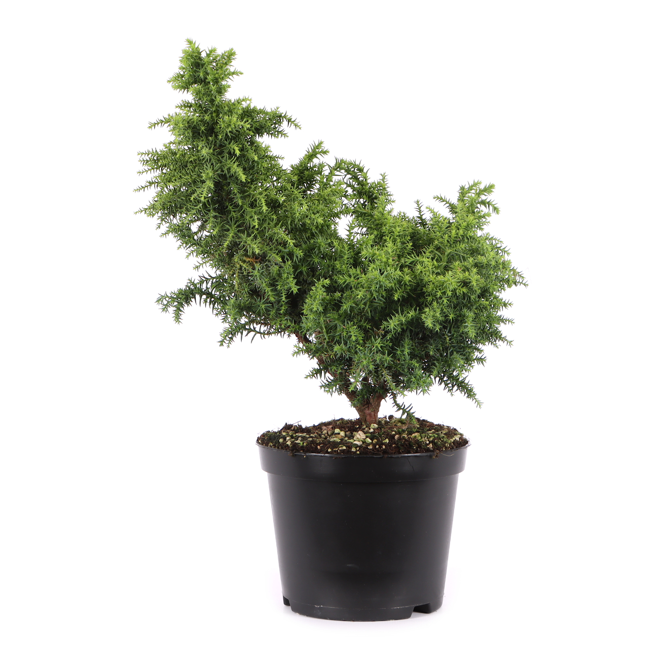 Cryptomeria japonica 'Yokohama'