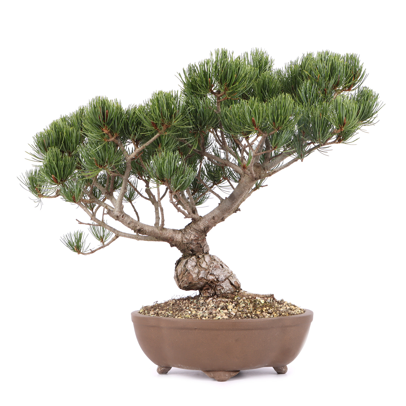 Pinus parviflora 'Glauca'