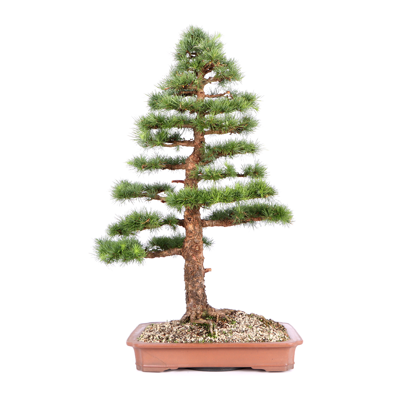 lekoch bambus geschirr LEKOCH 16 teiliges Grün Bambus Geschirr Set der Wave Serie, biologisch –  lekochshop