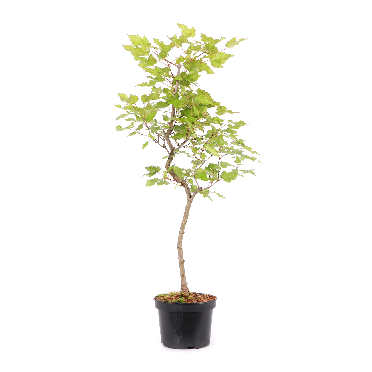 Acer ginnala