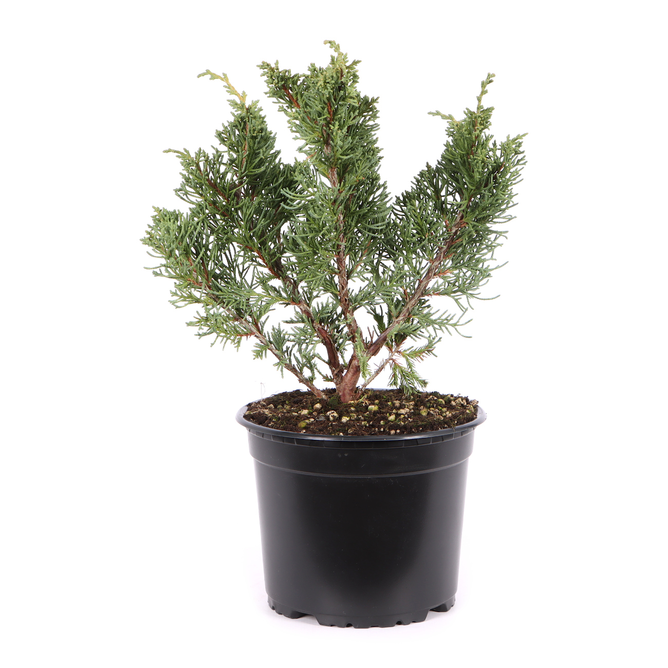 Juniperus chinensis ‘Blaauw‘
