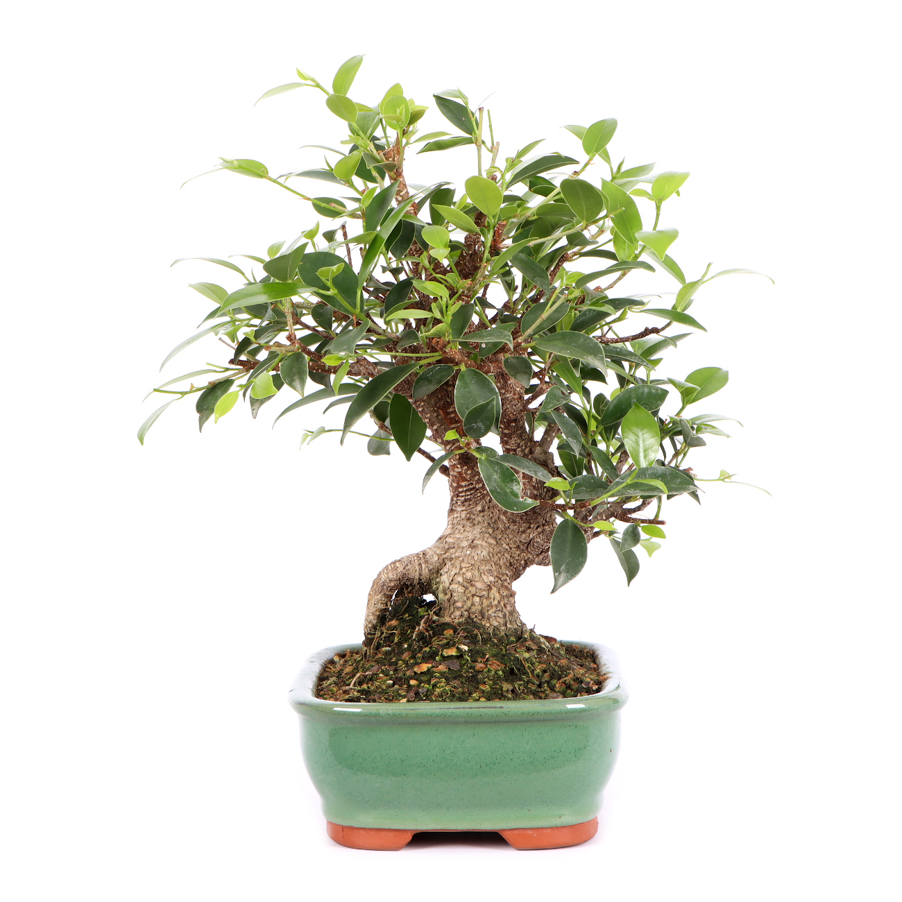 Seitenansicht rechts