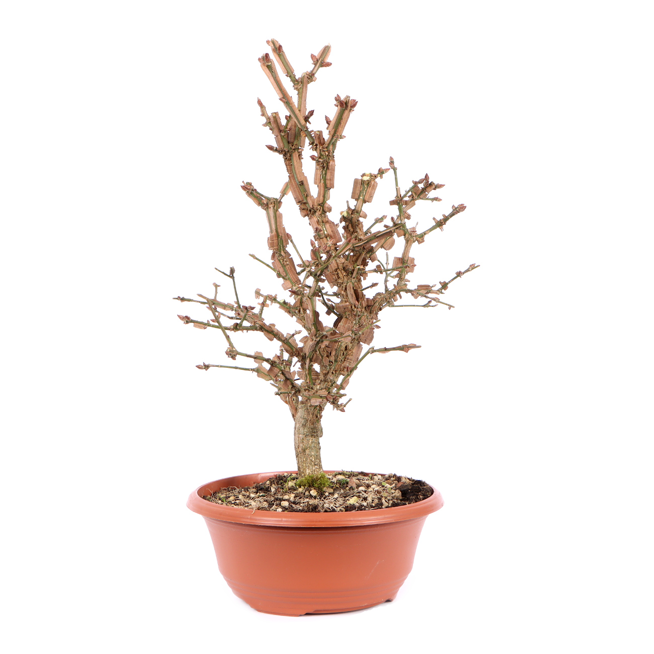 Seitenansicht rechts