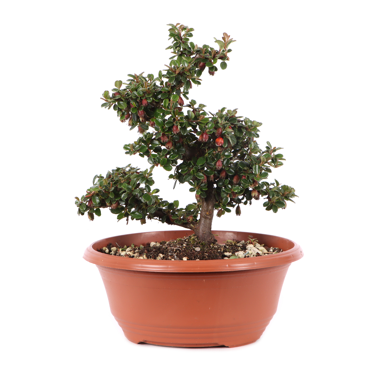Cotoneaster microphyllus 'Cochleatus'