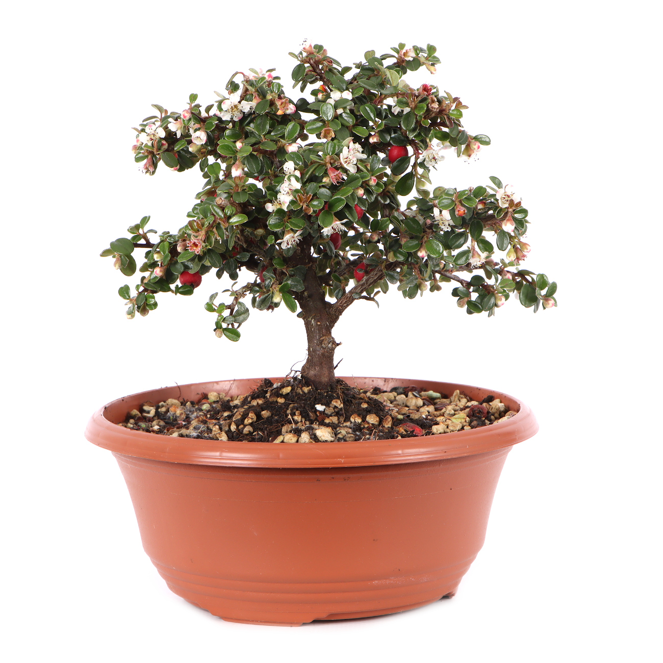 Cotoneaster microphyllus 'Cochleatus'