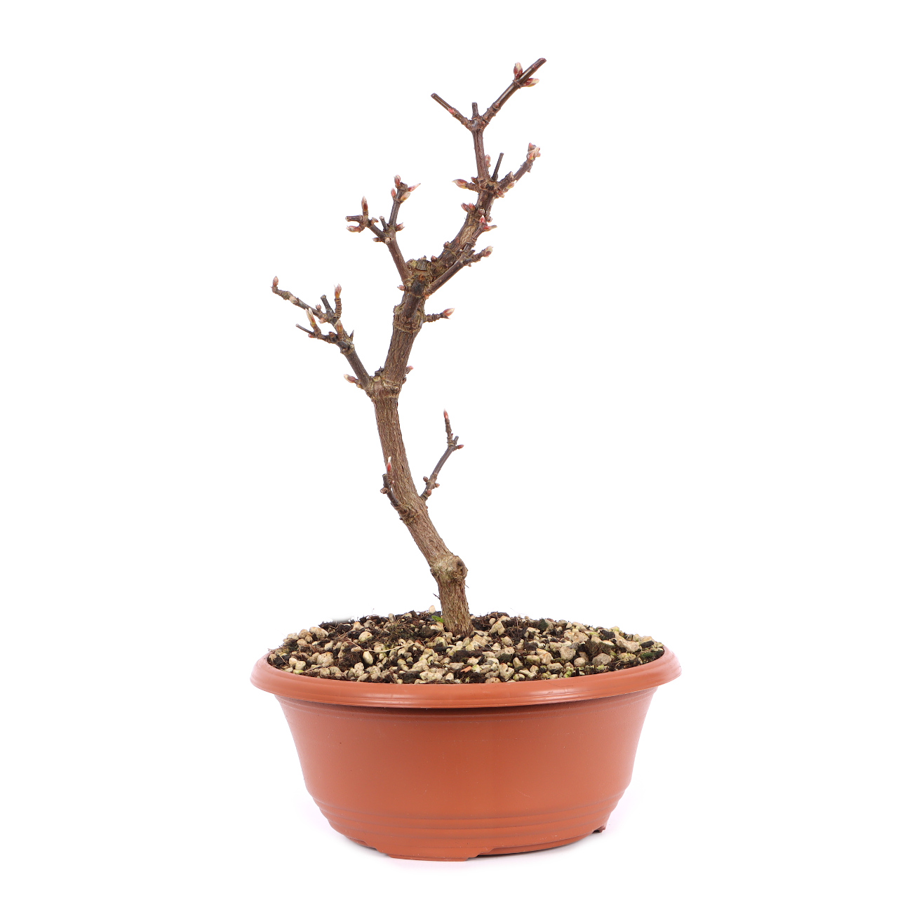 Viburnum x bodnantense 'Dawn'