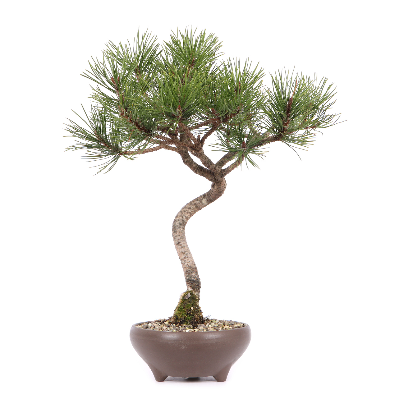 Pinus mugo subsp. uncinata