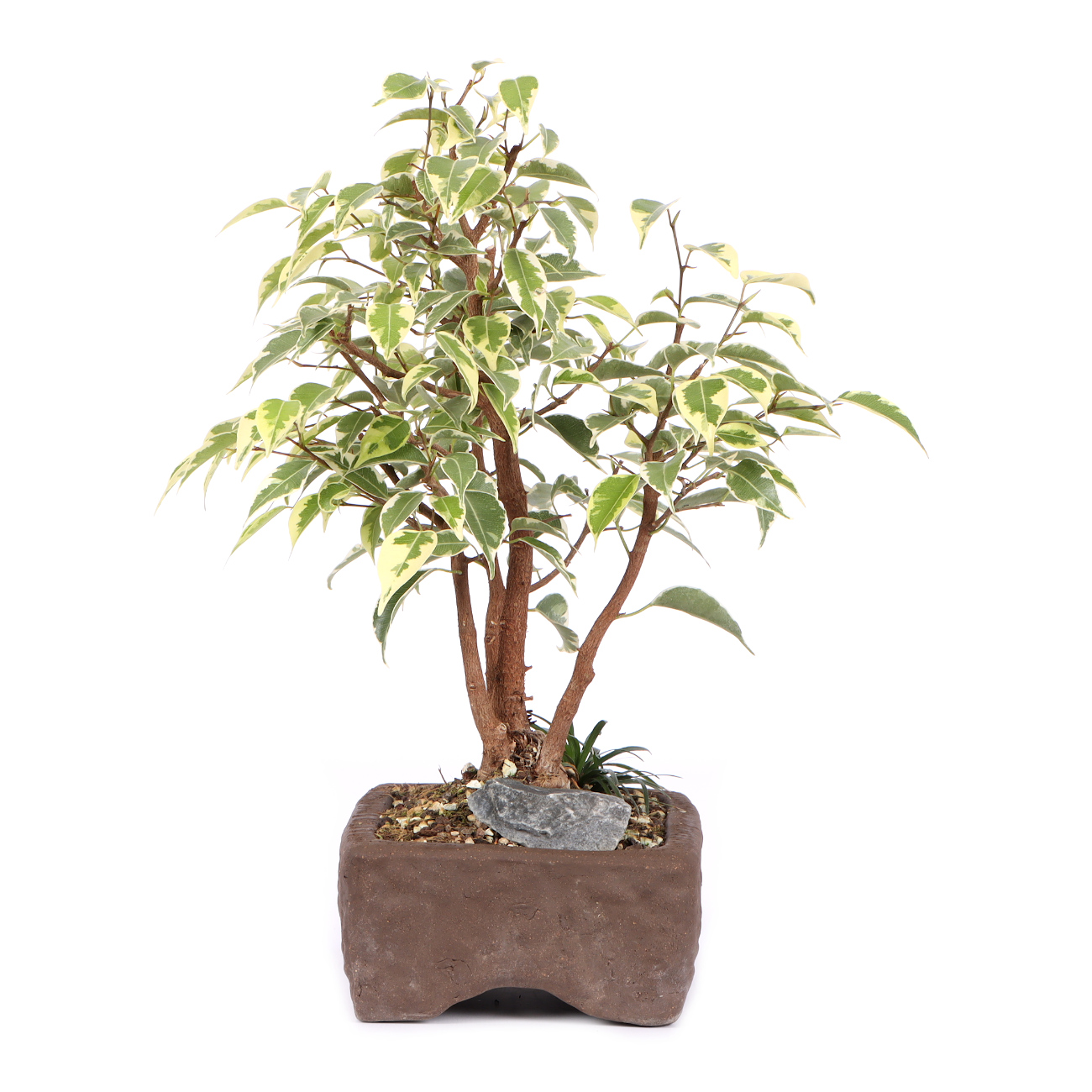 Seitenansicht rechts