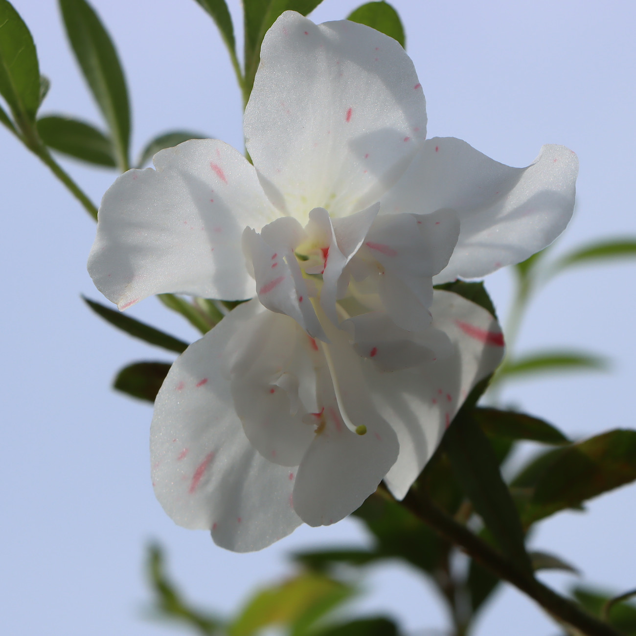 Blüte