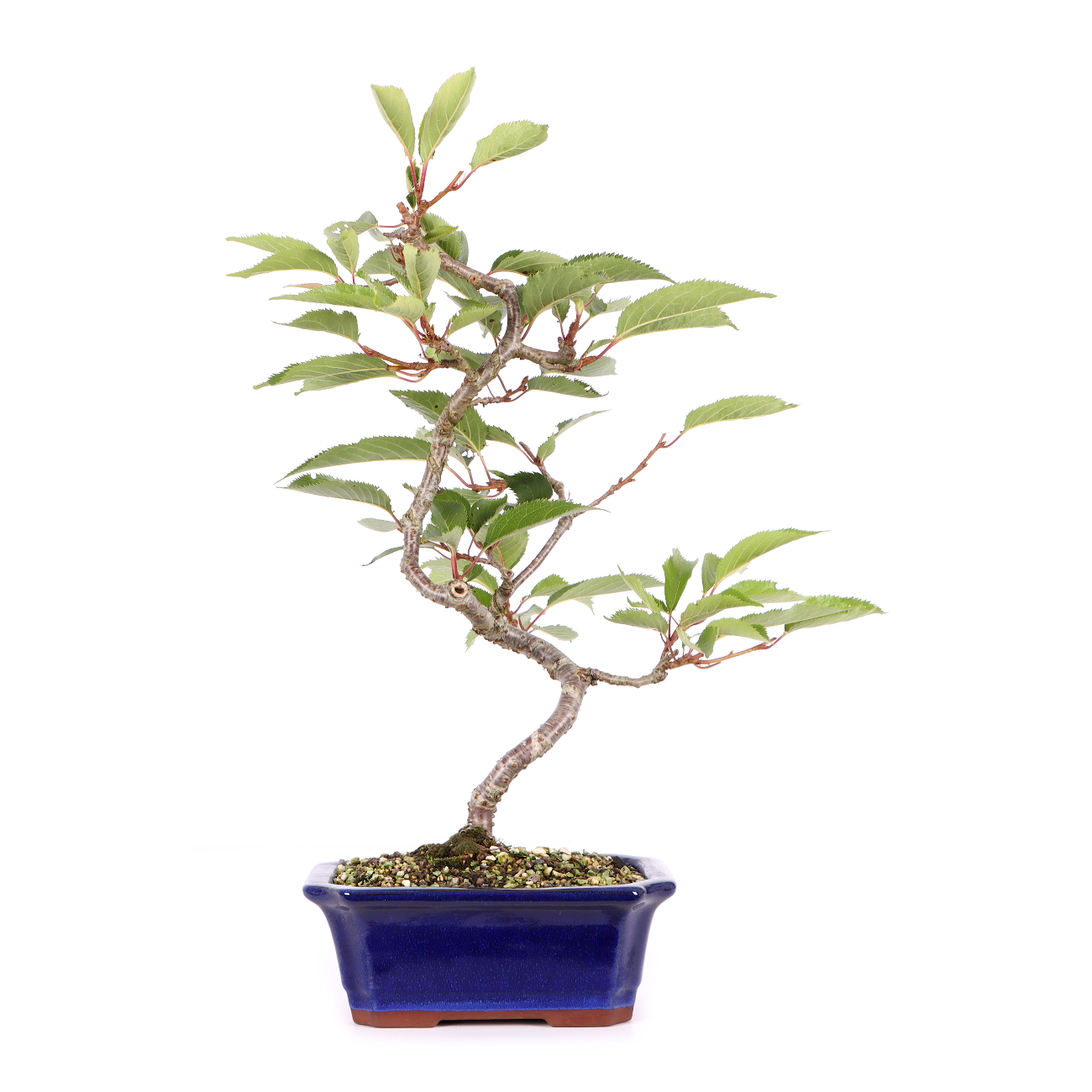 Prunus 'Accolade'
