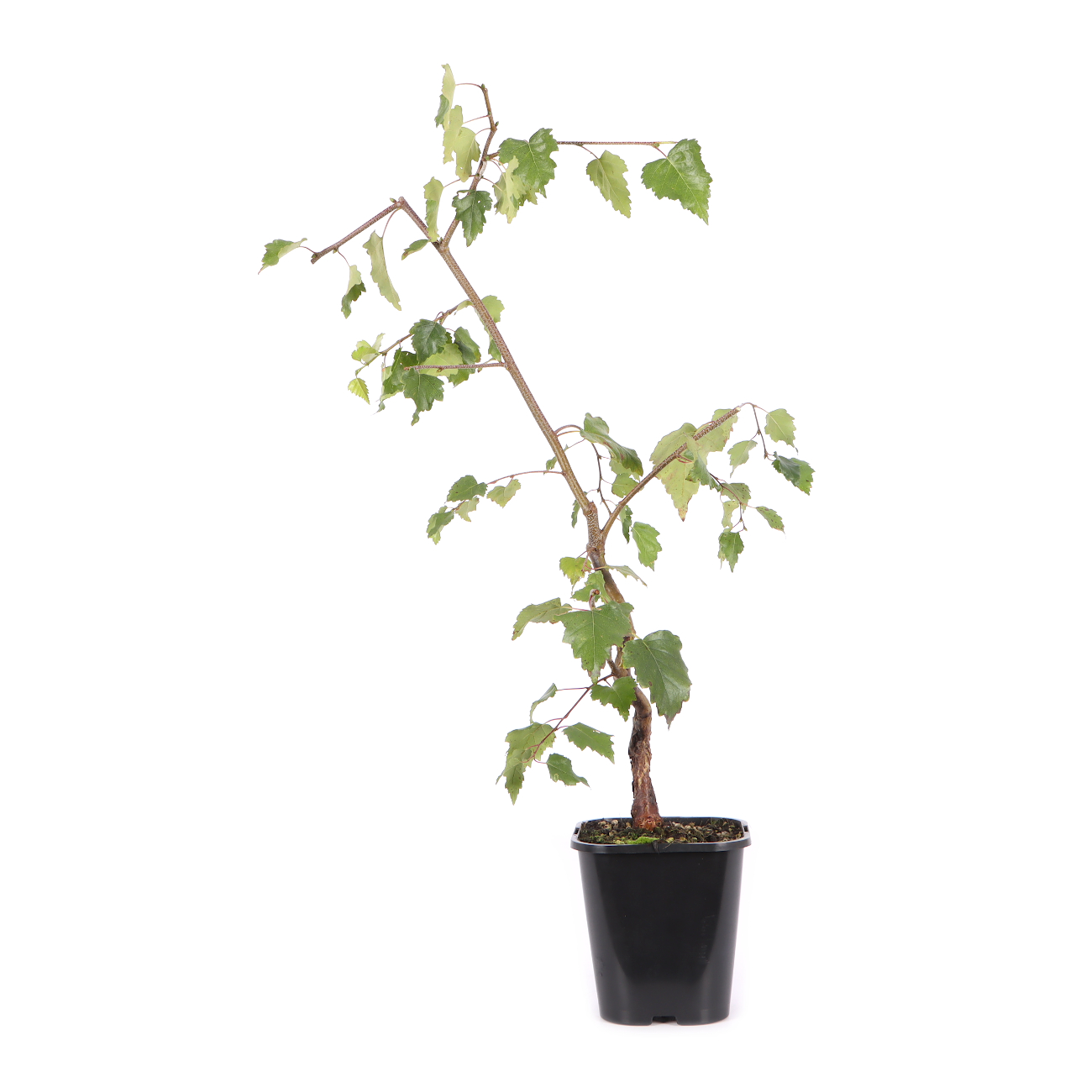 Betula pendula 'Youngii'