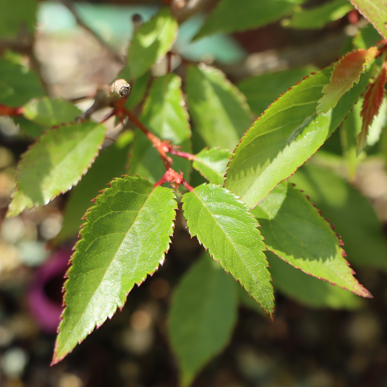 Prunus subhirtella 'Okame'