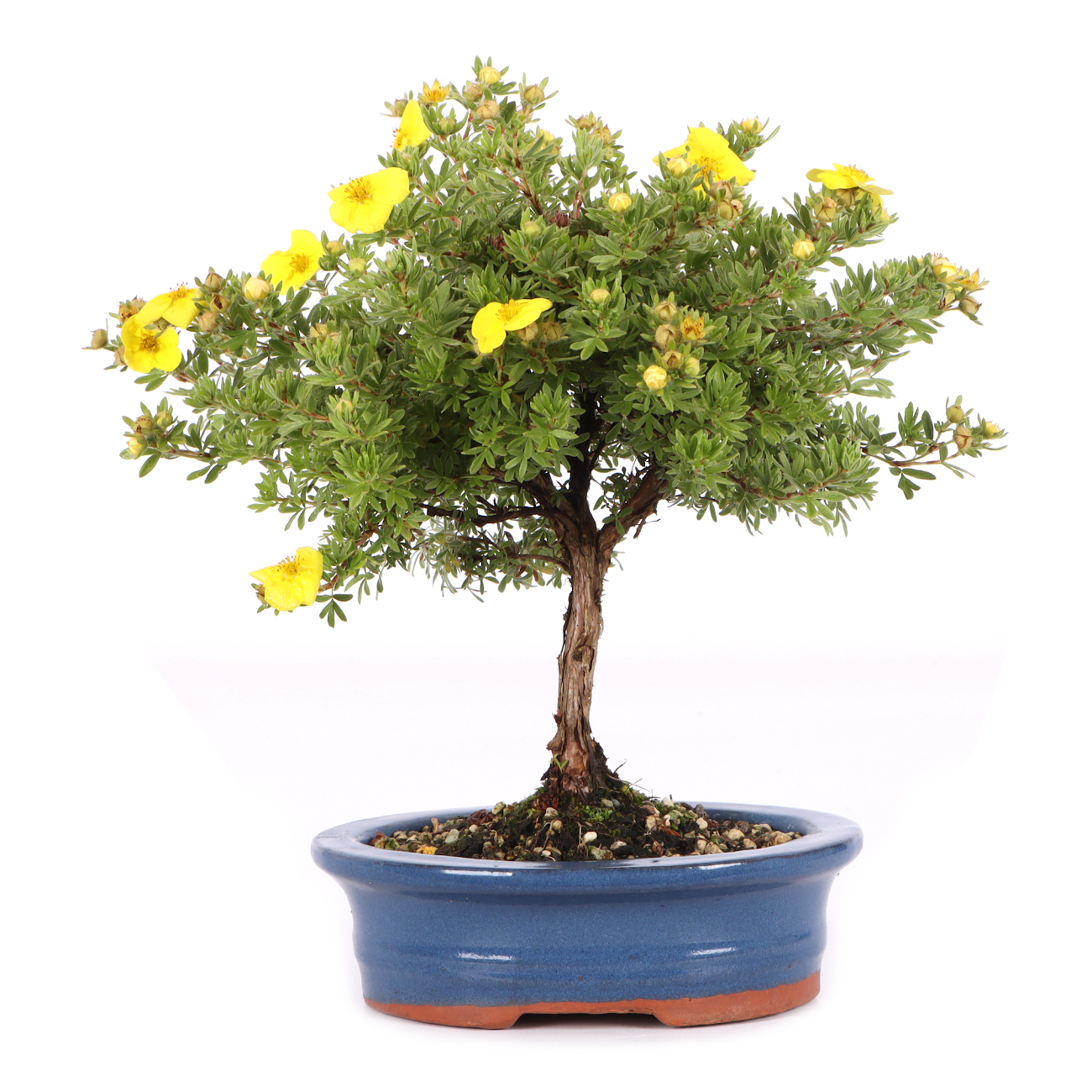 Potentilla fruticosa 'Kobold'