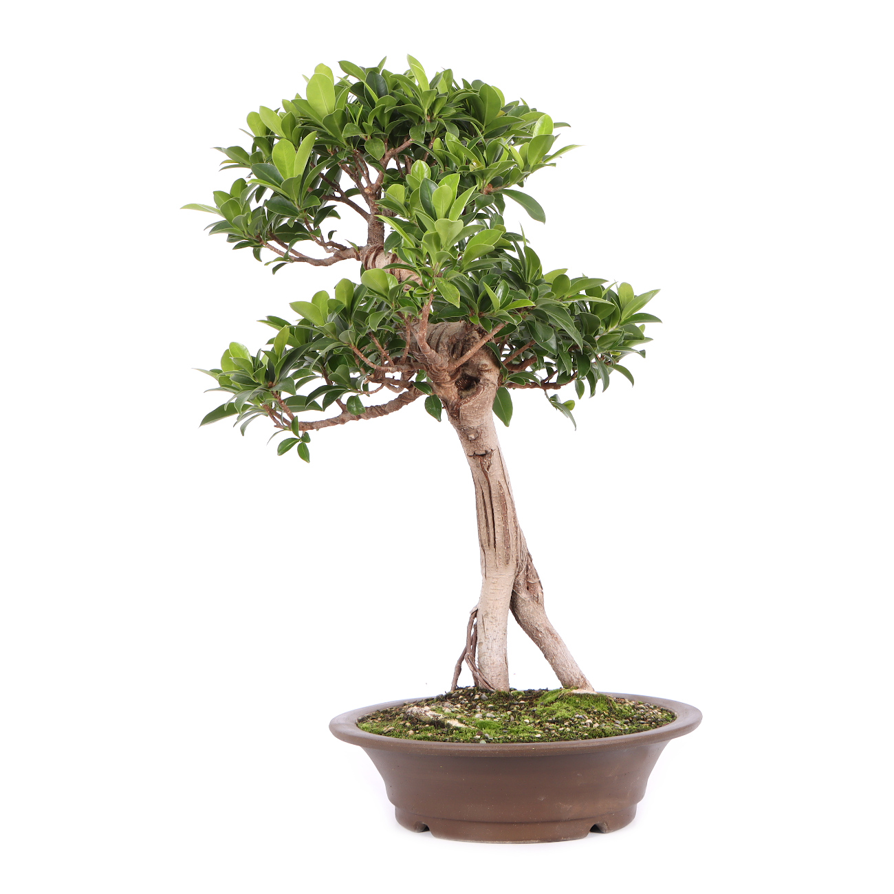 Seitenansicht rechts