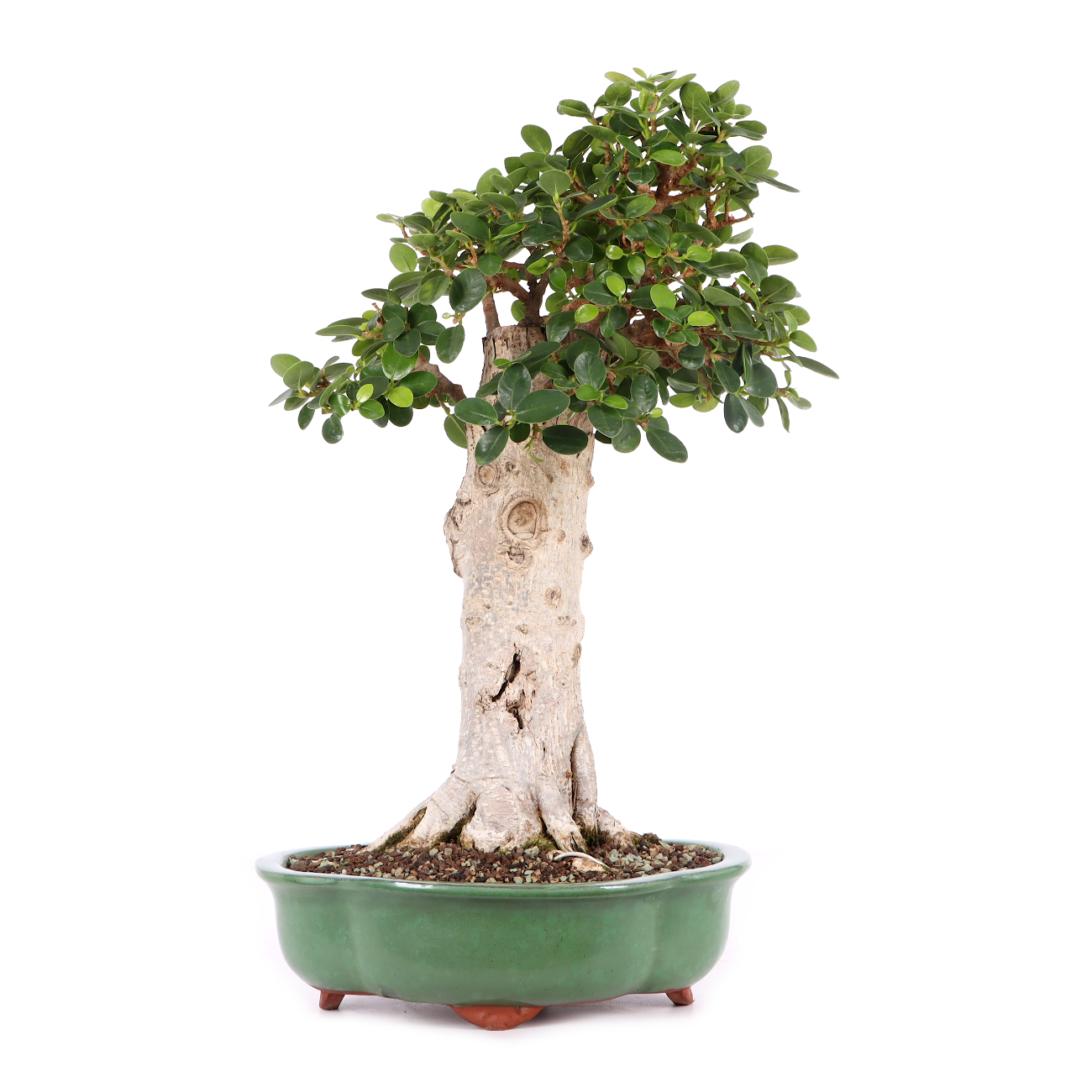 Ficus microcarpa 'Shiny'
