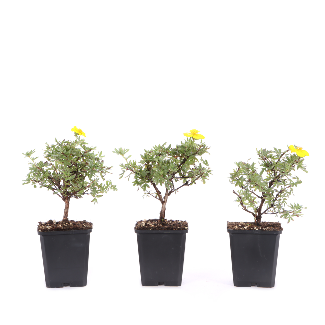 Potentilla fruticosa 'Goldteppich'