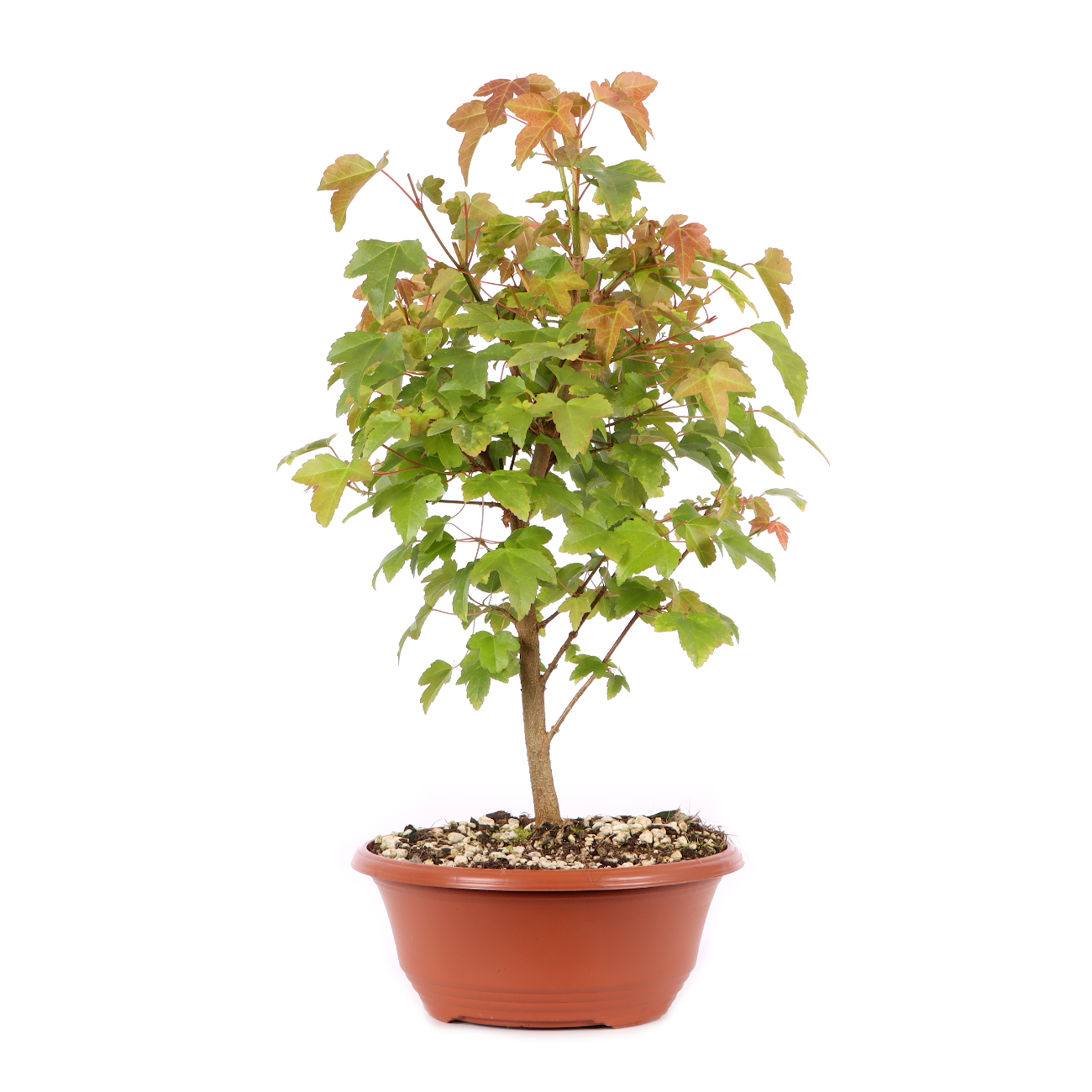 Acer buergerianum