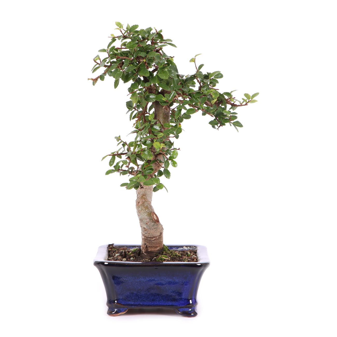 Ulmus parvifolia