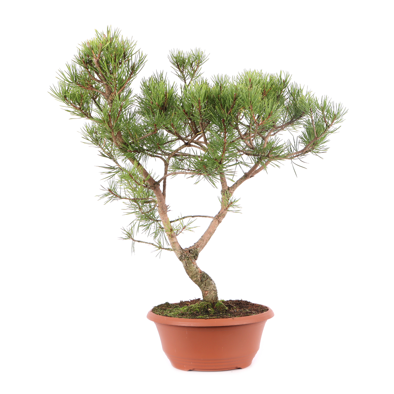 Pinus sylvestris