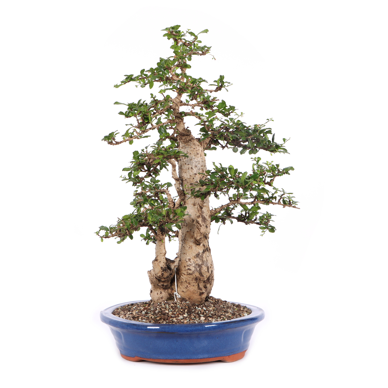Carmona microphylla