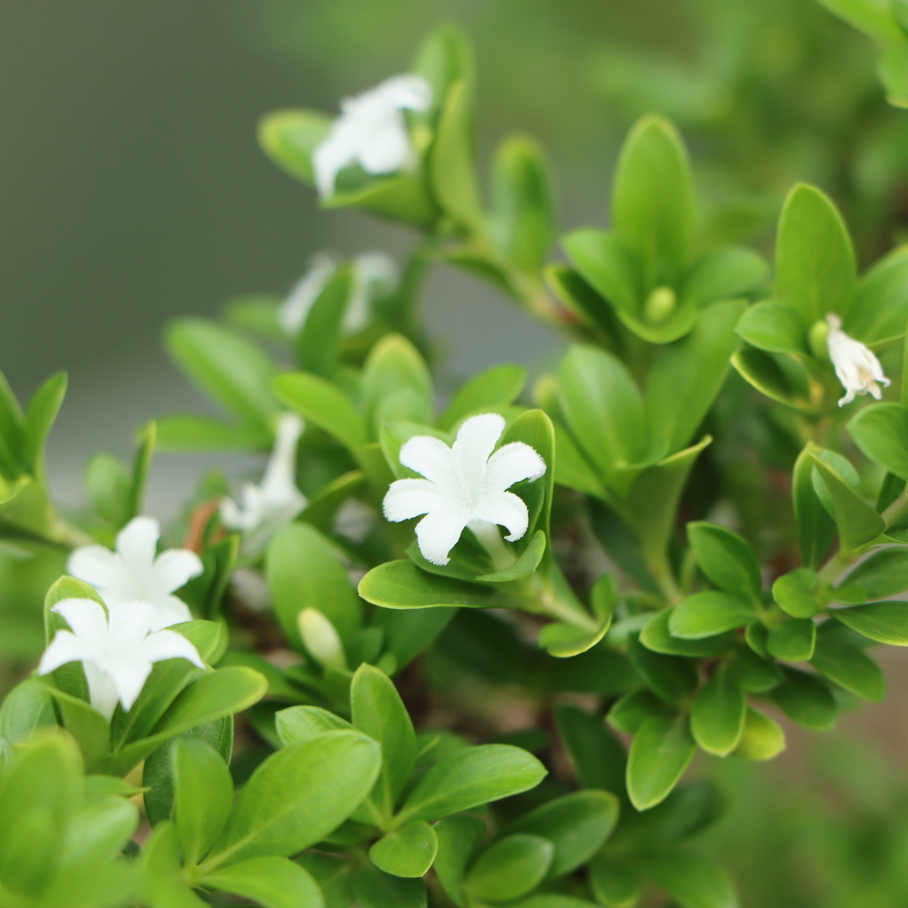 Blüte