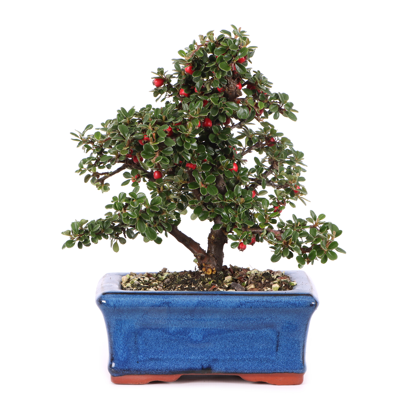 Cotoneaster microphyllus 'Cochleatus'