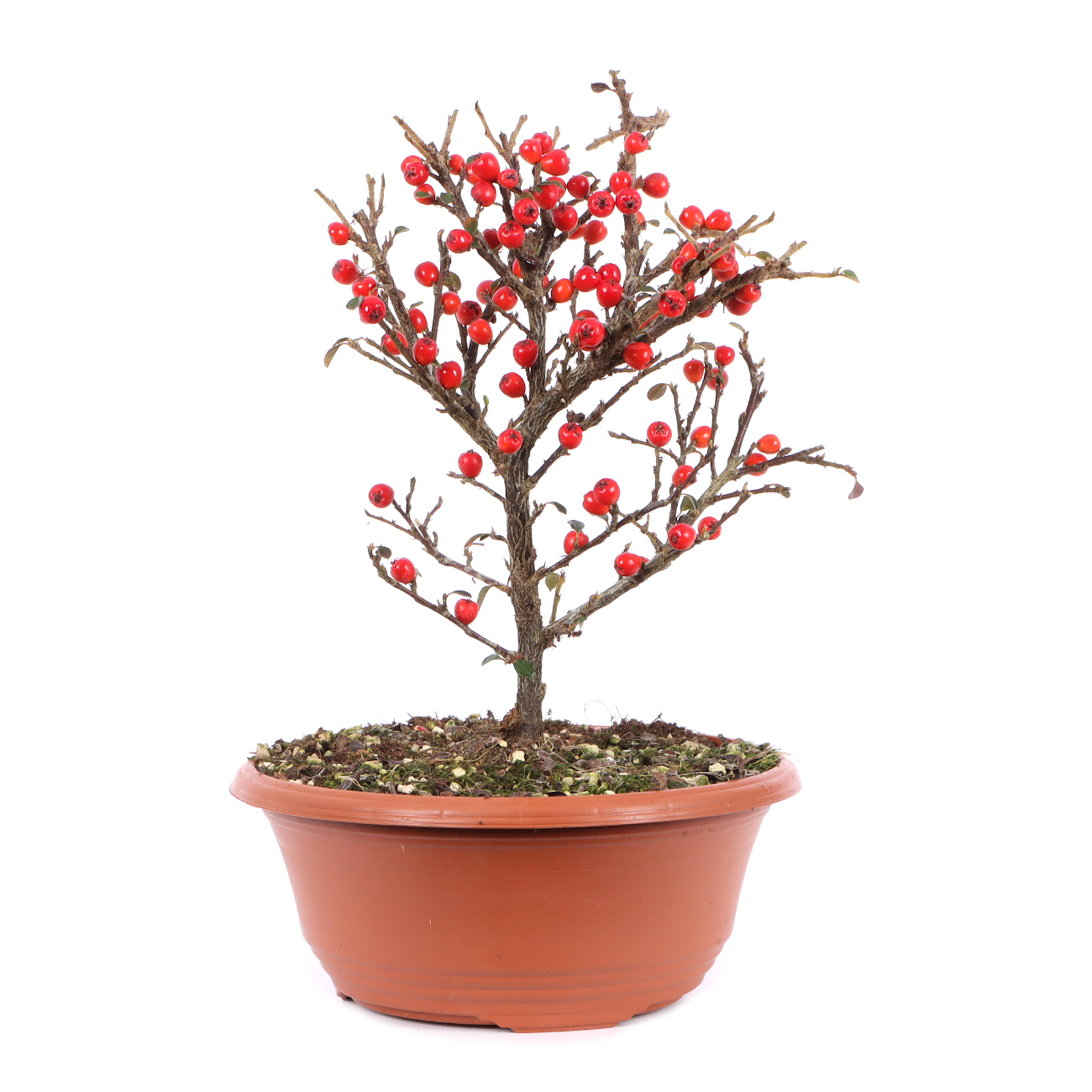Cotoneaster praecox