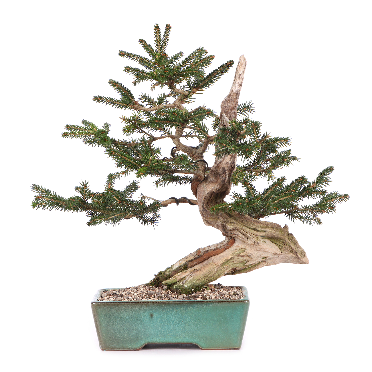 Picea orientalis