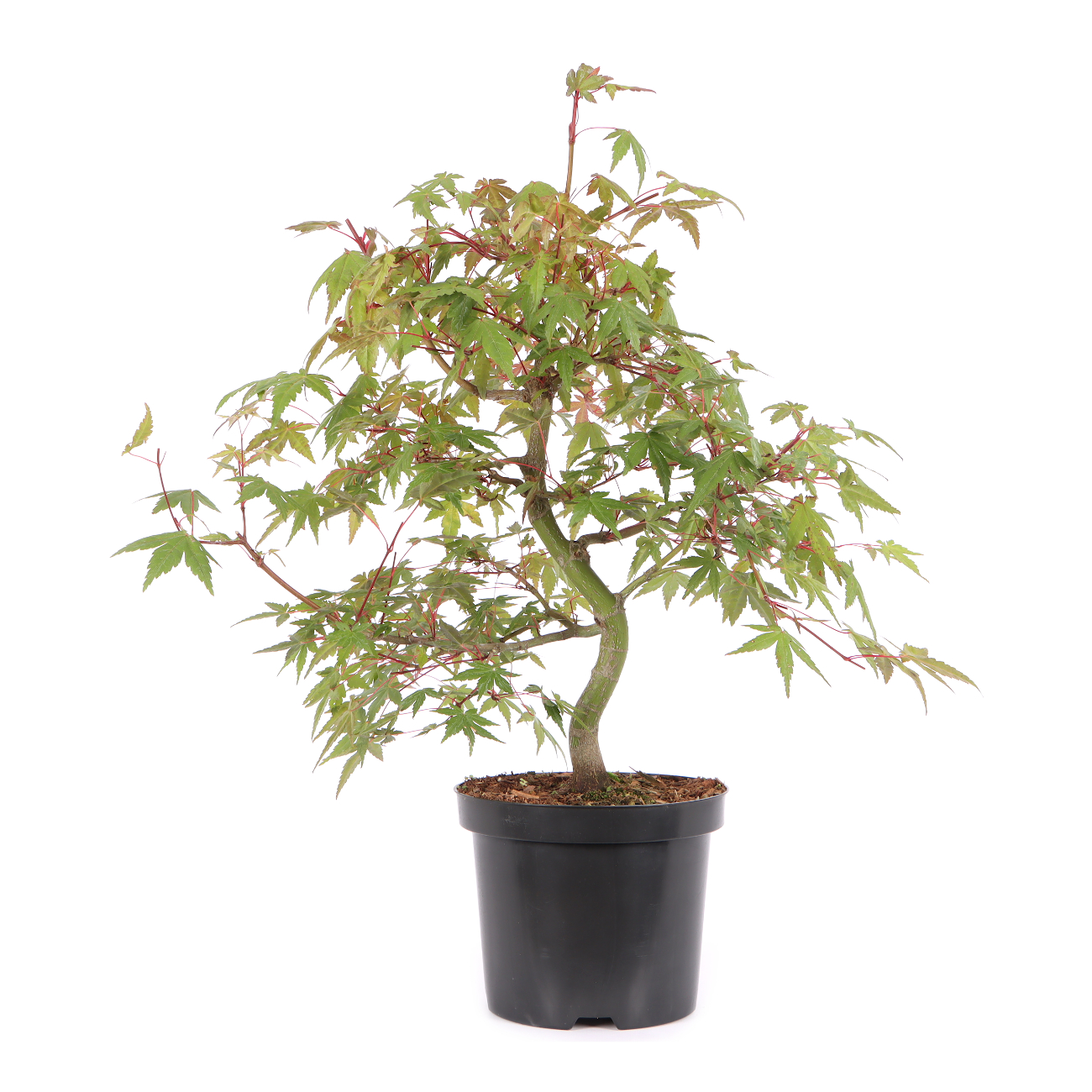 Acer palmatum