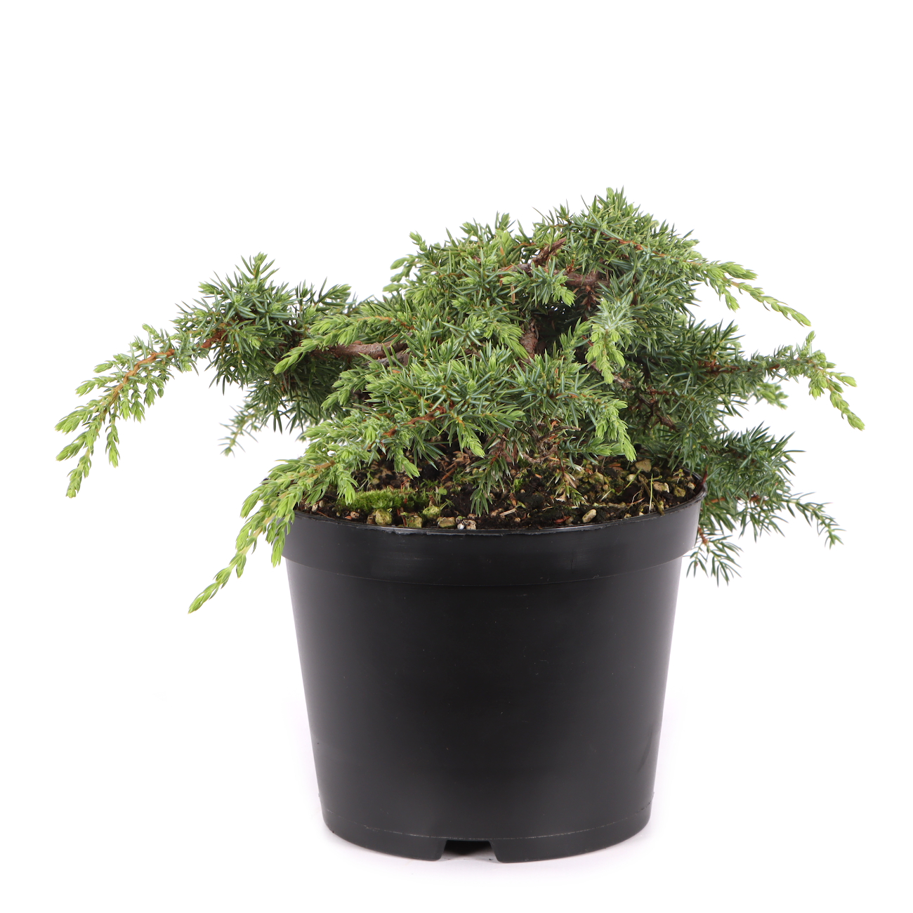 Juniperus communis 'Green Carpet'