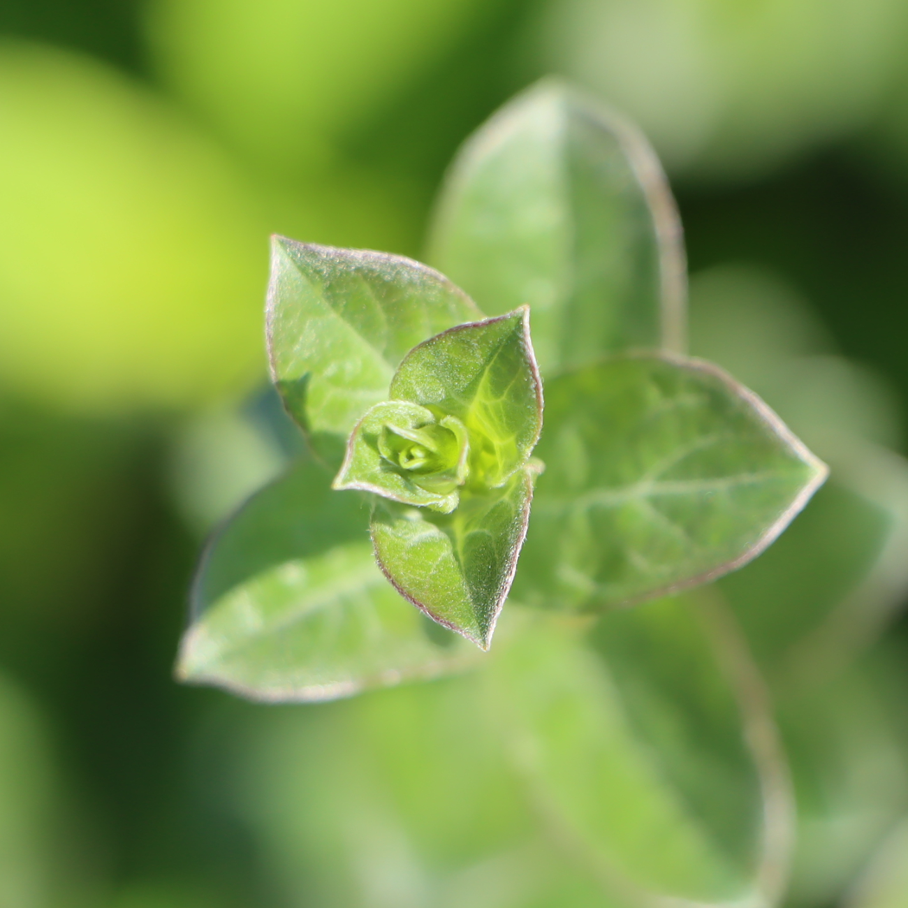Salix repens var. nitida