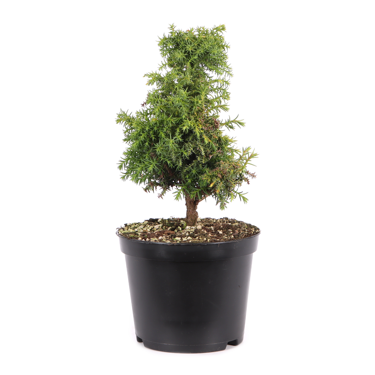 Cryptomeria japonica 'Yokohama'