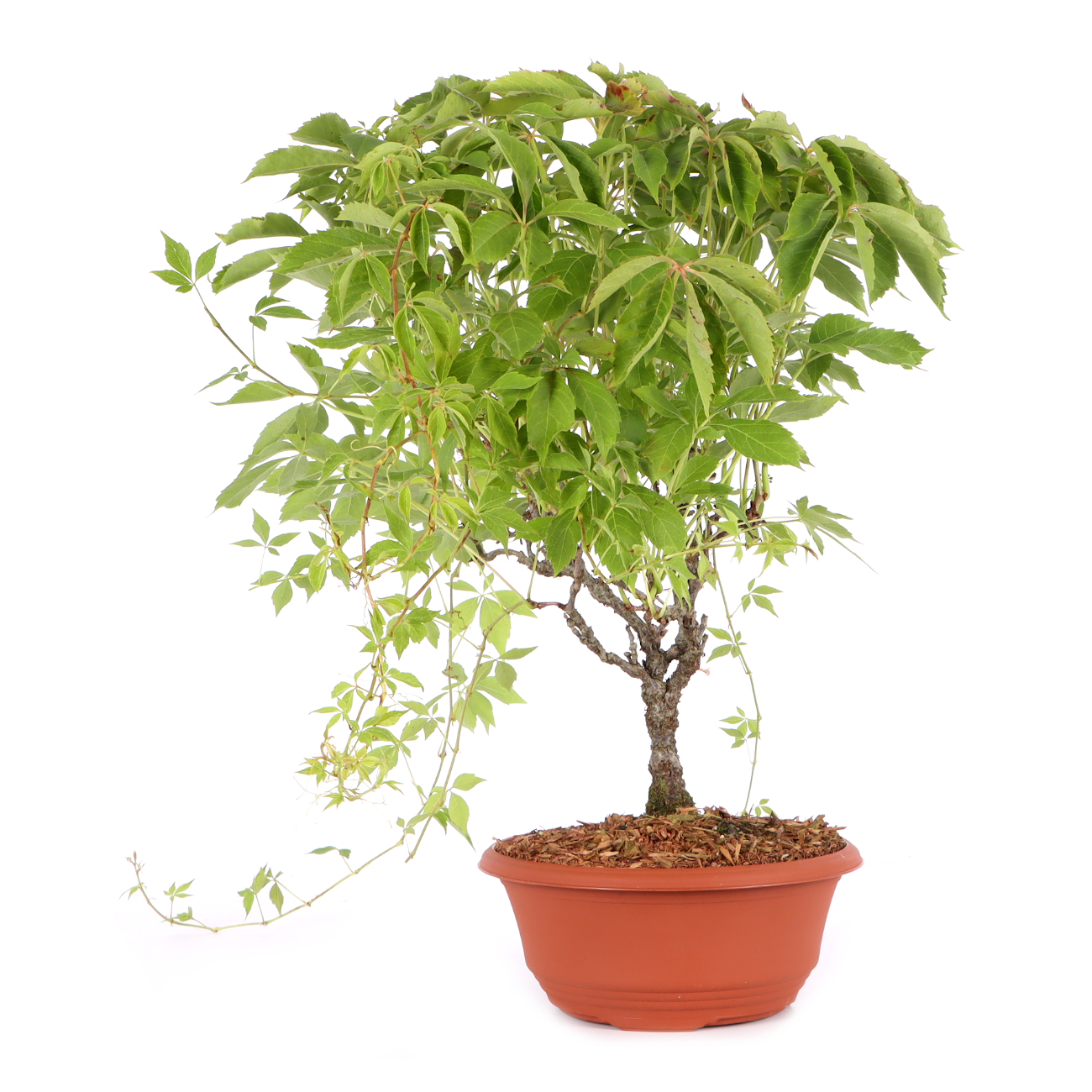 Parthenocissus quinquefolia