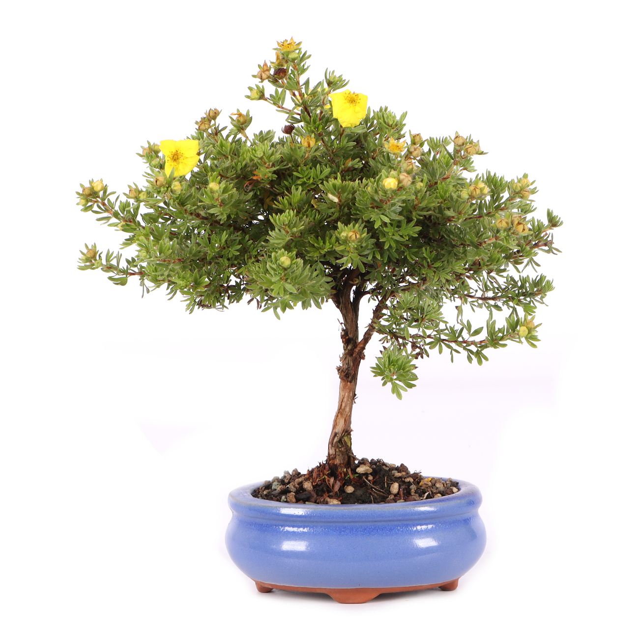 Potentilla fruticosa 'Kobold'