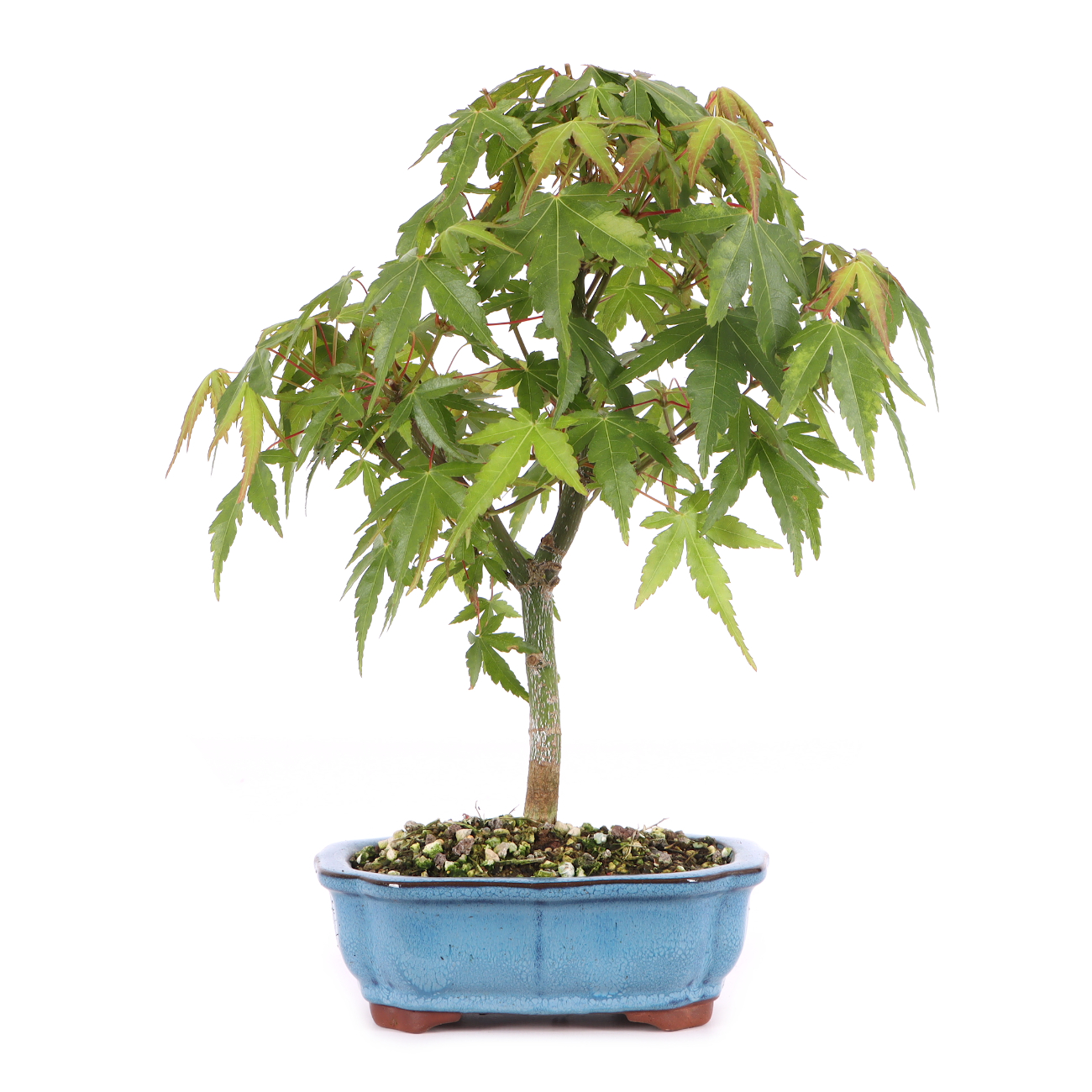 Acer palmatum