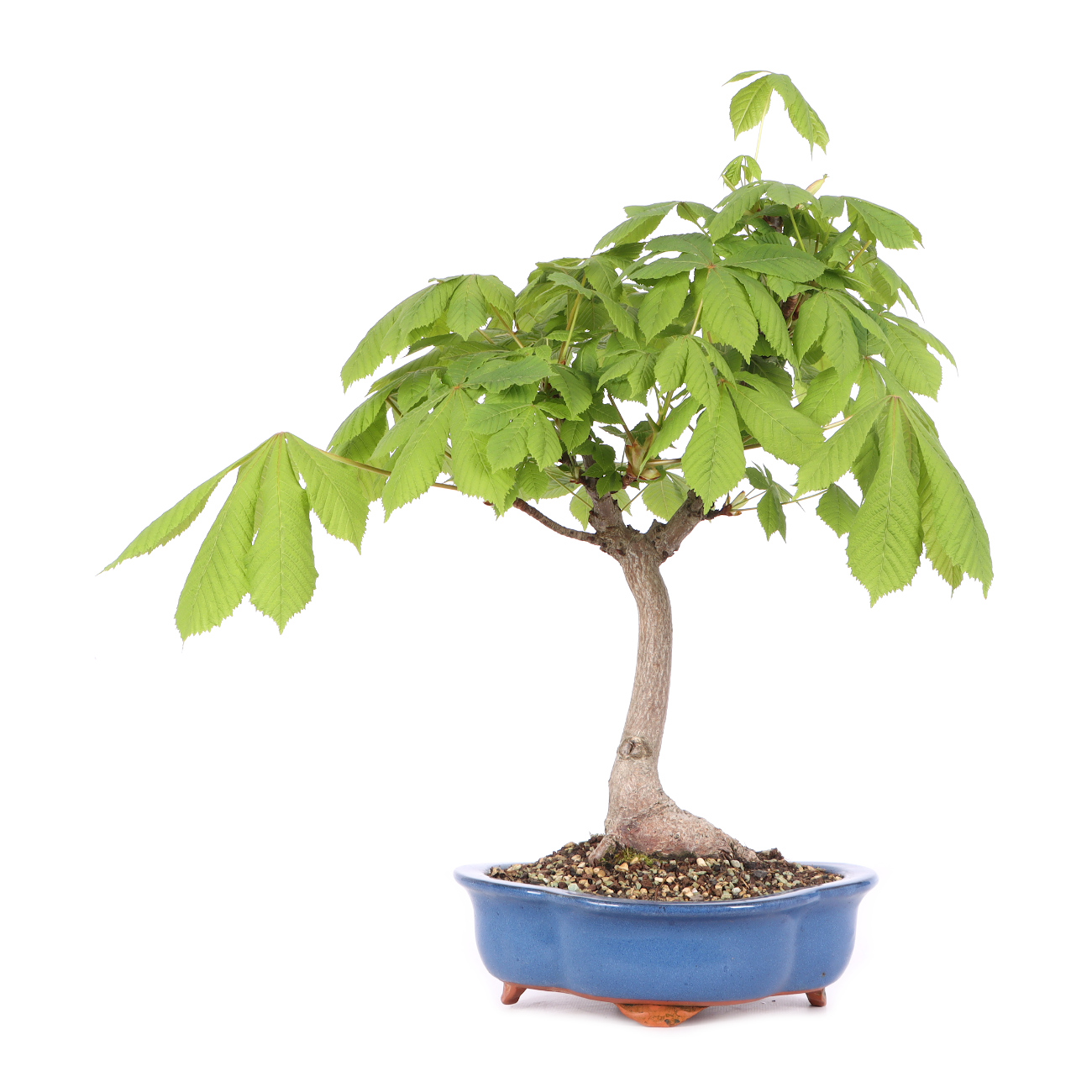 Aesculus hippocastanum