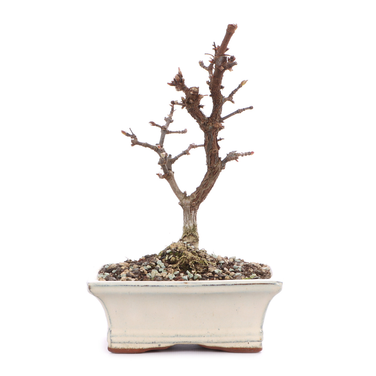 Viburnum x bodnantense 'Dawn'