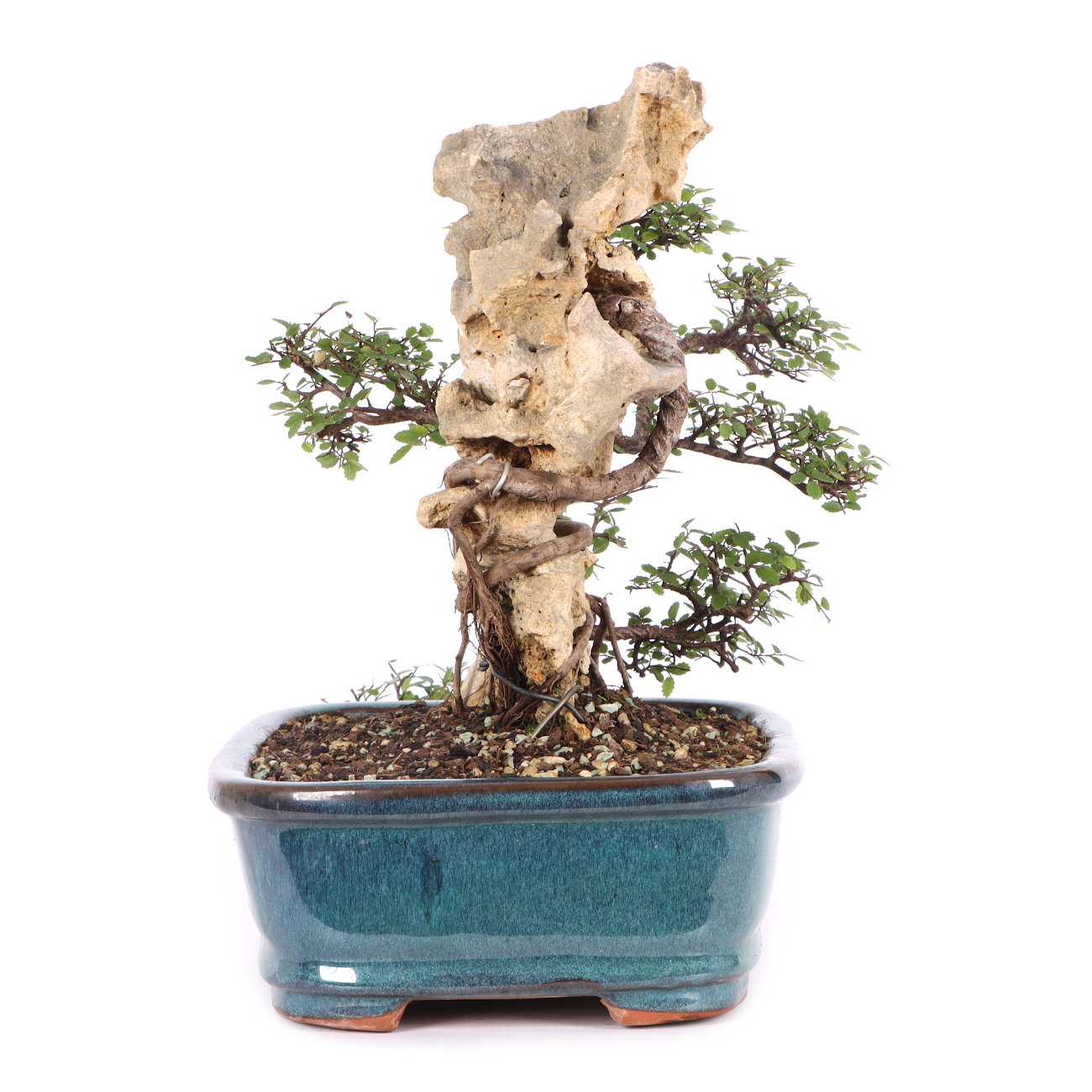 Ulmus parvifolia