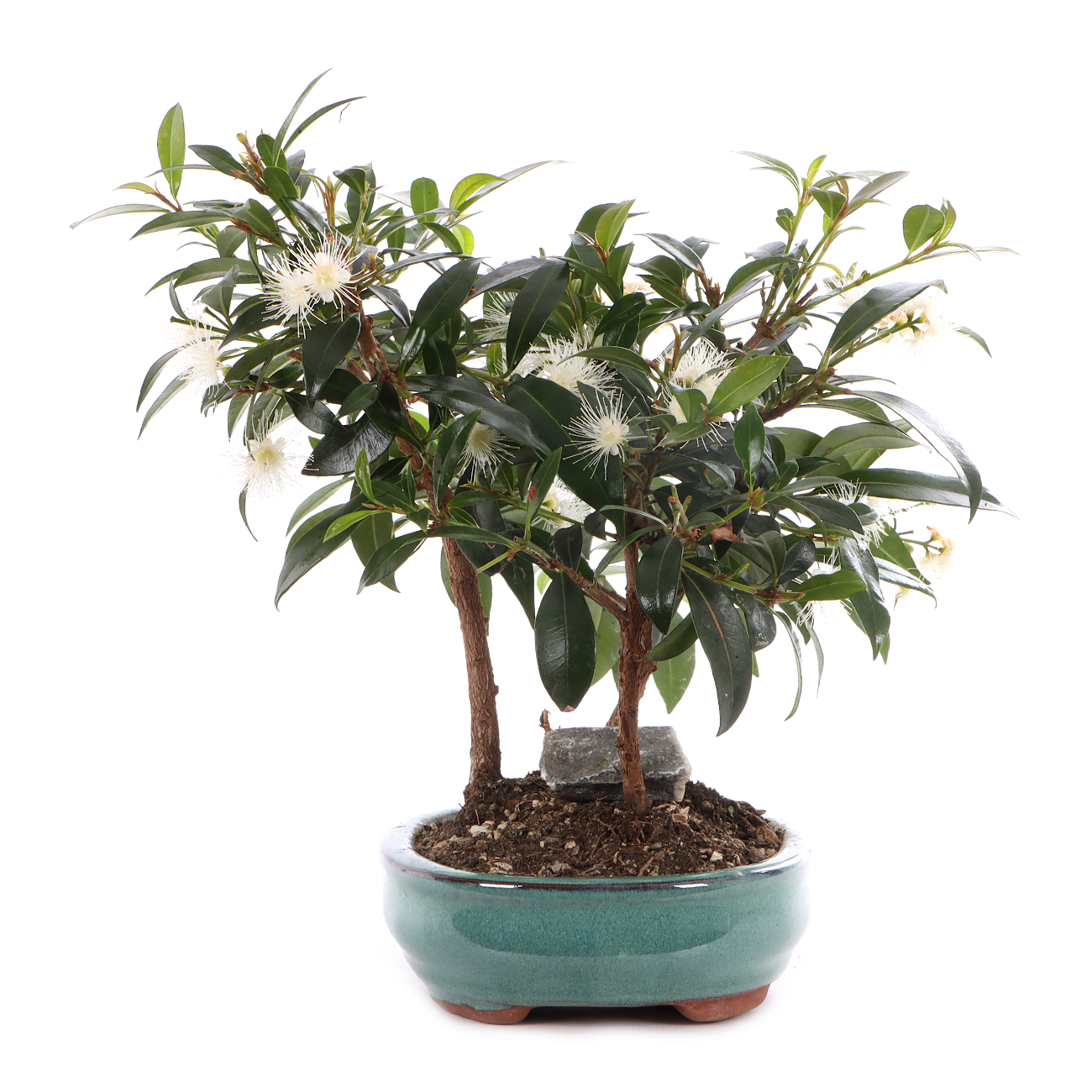 Syzygium paniculatum