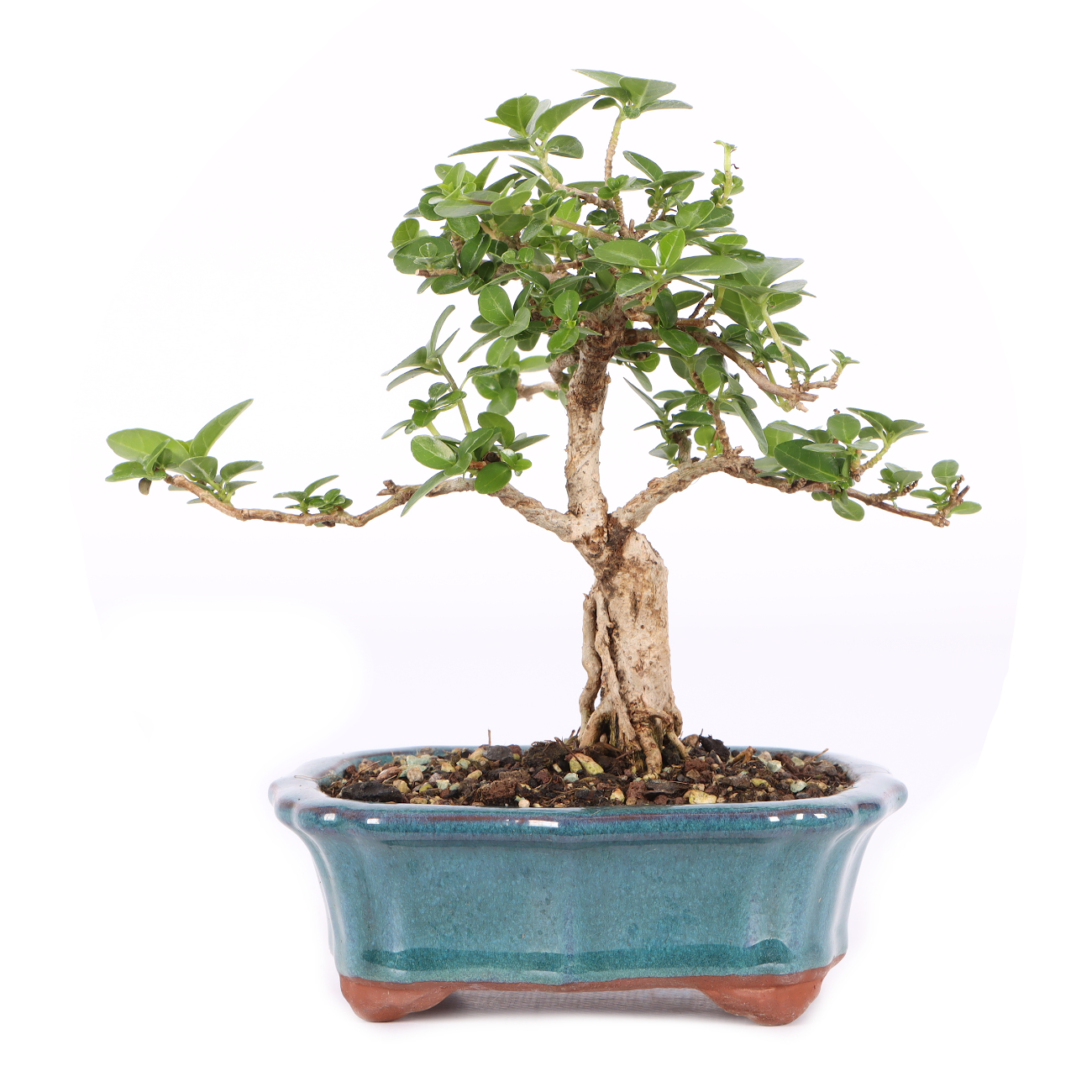 Premna microphylla