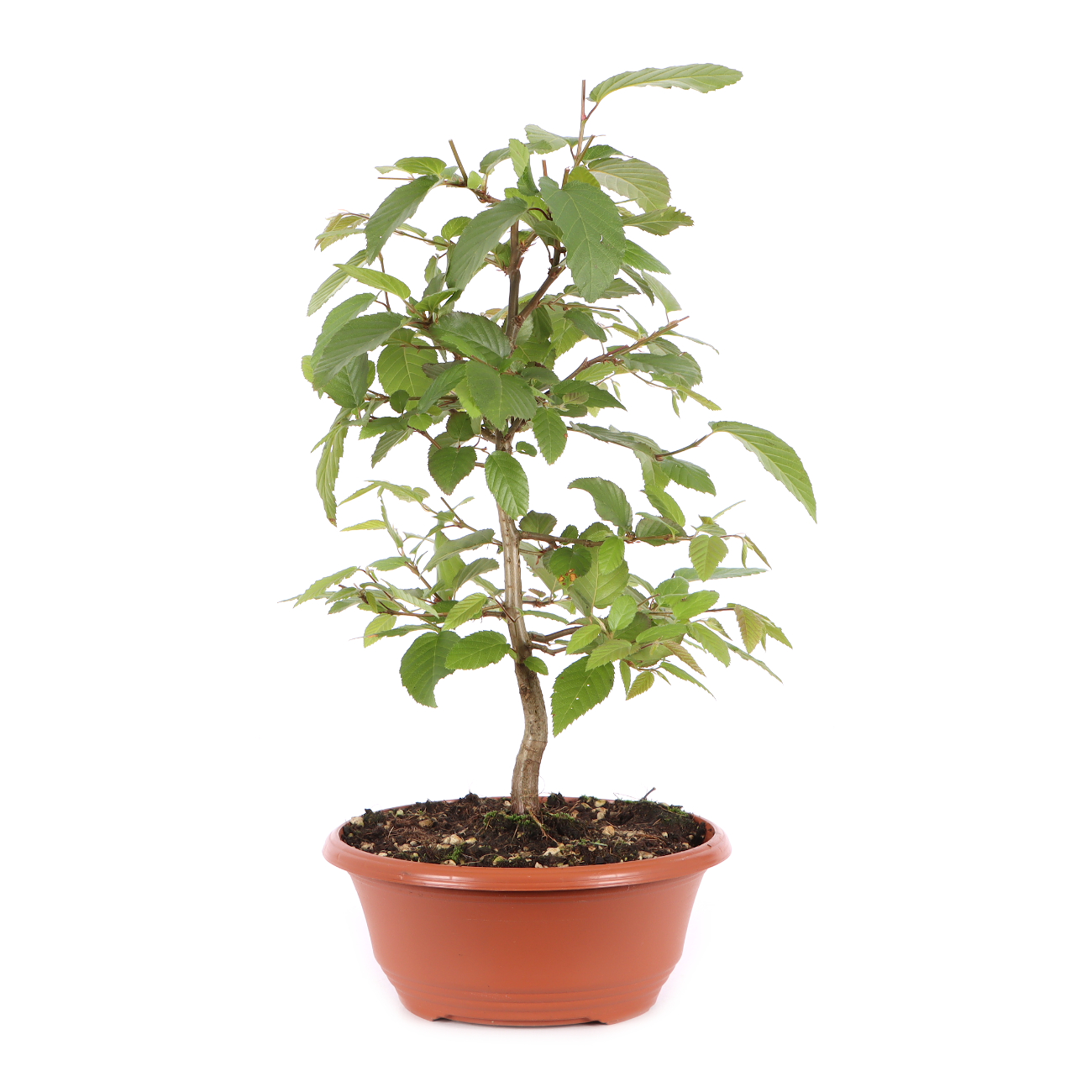 Carpinus turczaninowii