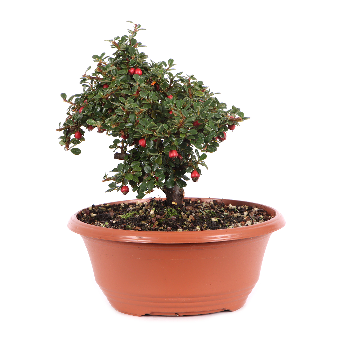 Cotoneaster microphyllus 'Cochleatus'
