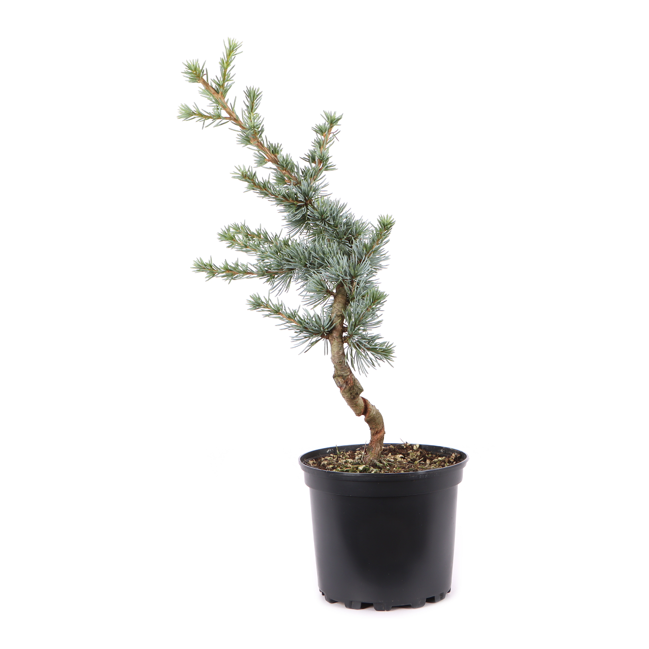 Cedrus atlantica 'Glauca'