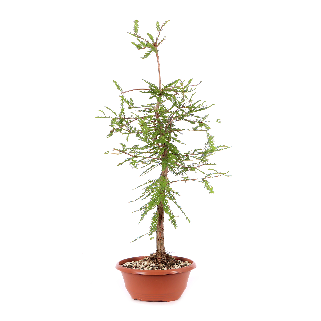 Taxodium distichum