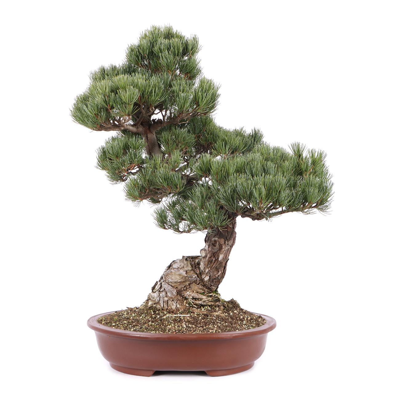 Pinus parviflora 'Glauca'