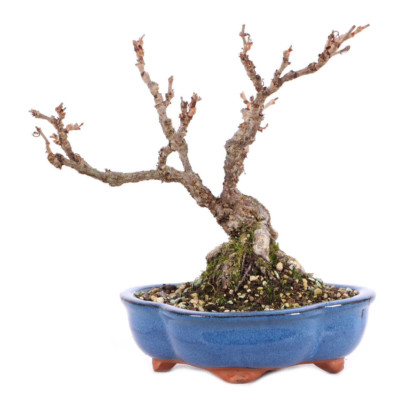 Parthenocissus quinquefolia