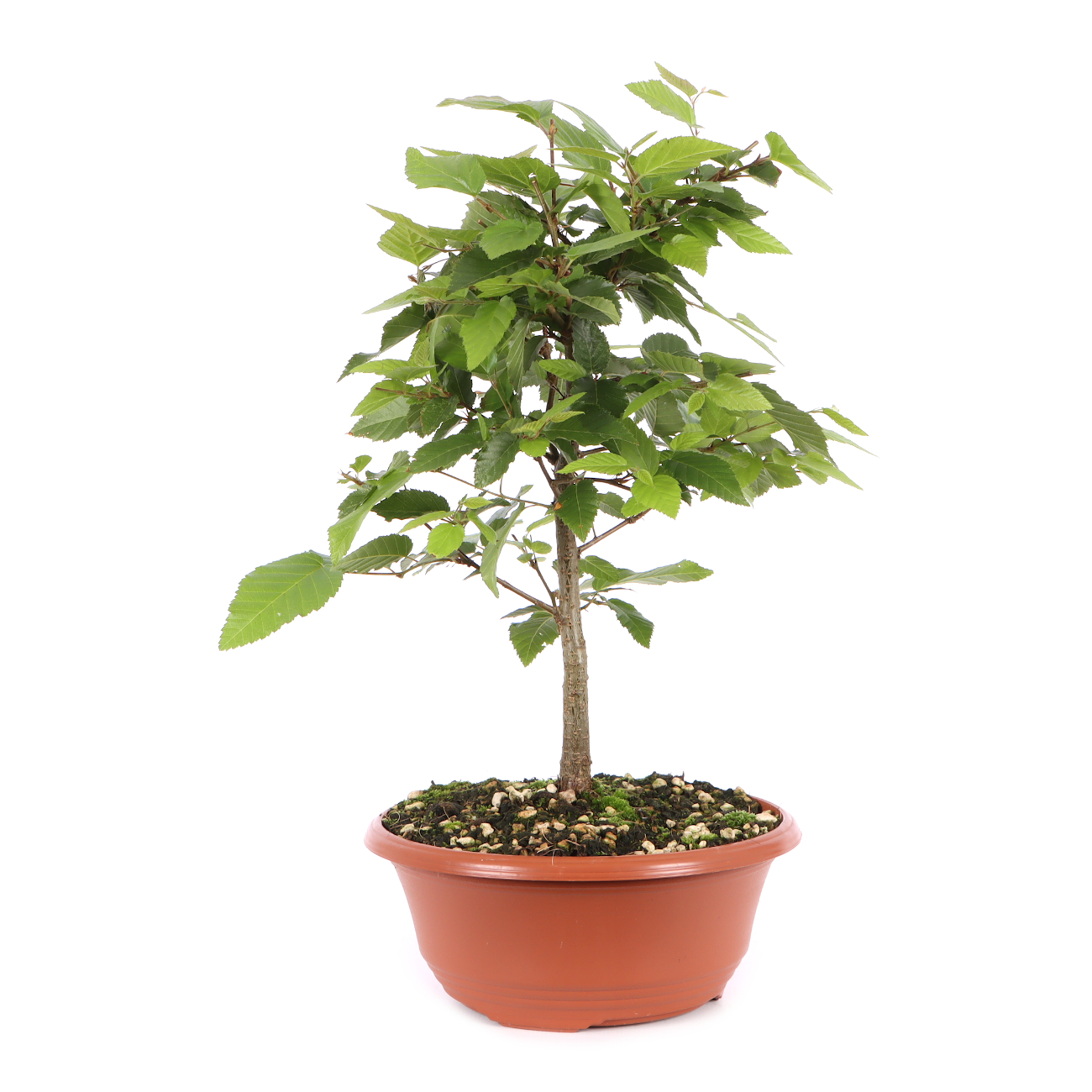 Carpinus turczaninowii