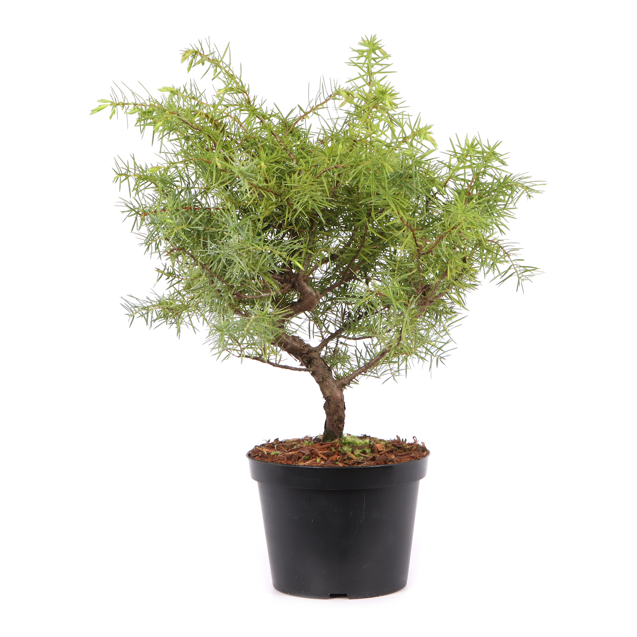 Juniperus communis