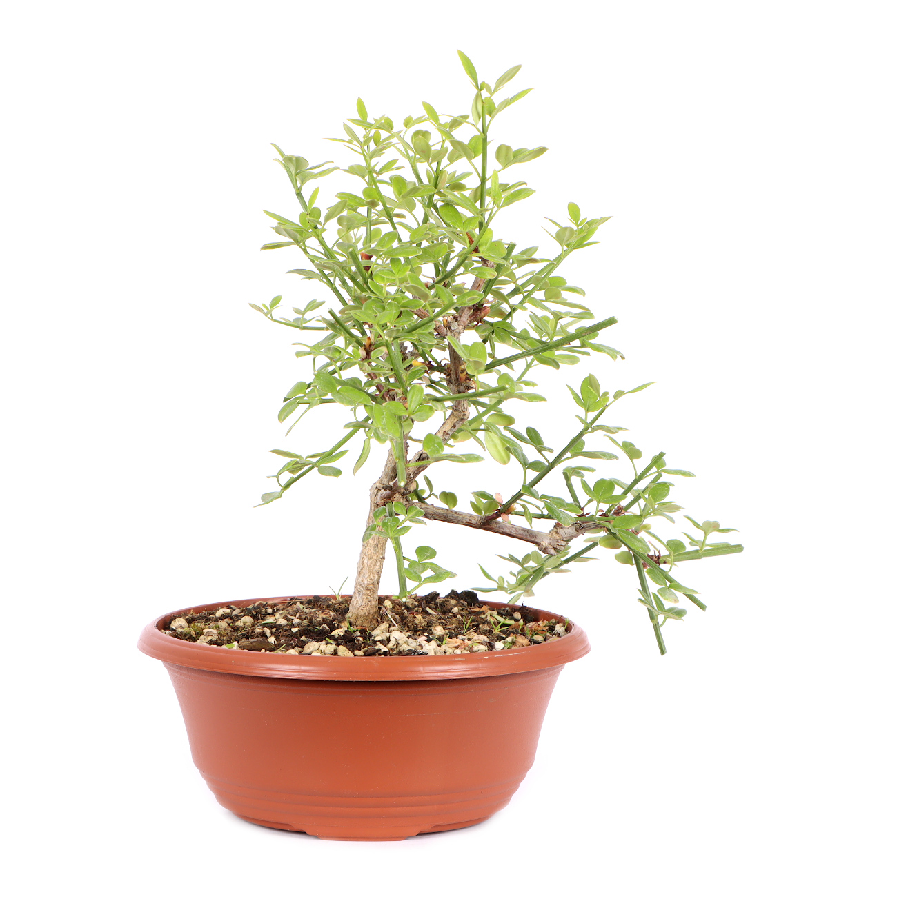 Seitenansicht rechts